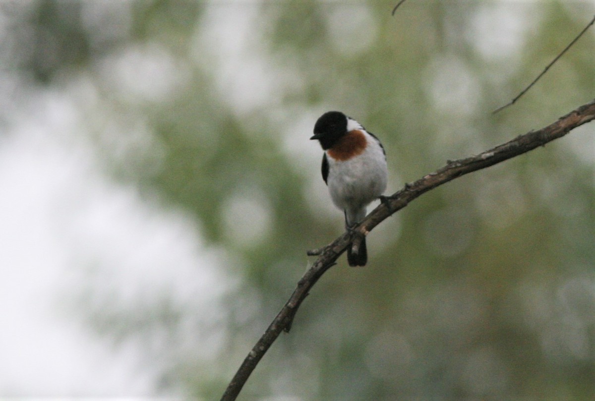 African Stonechat - ML126547551