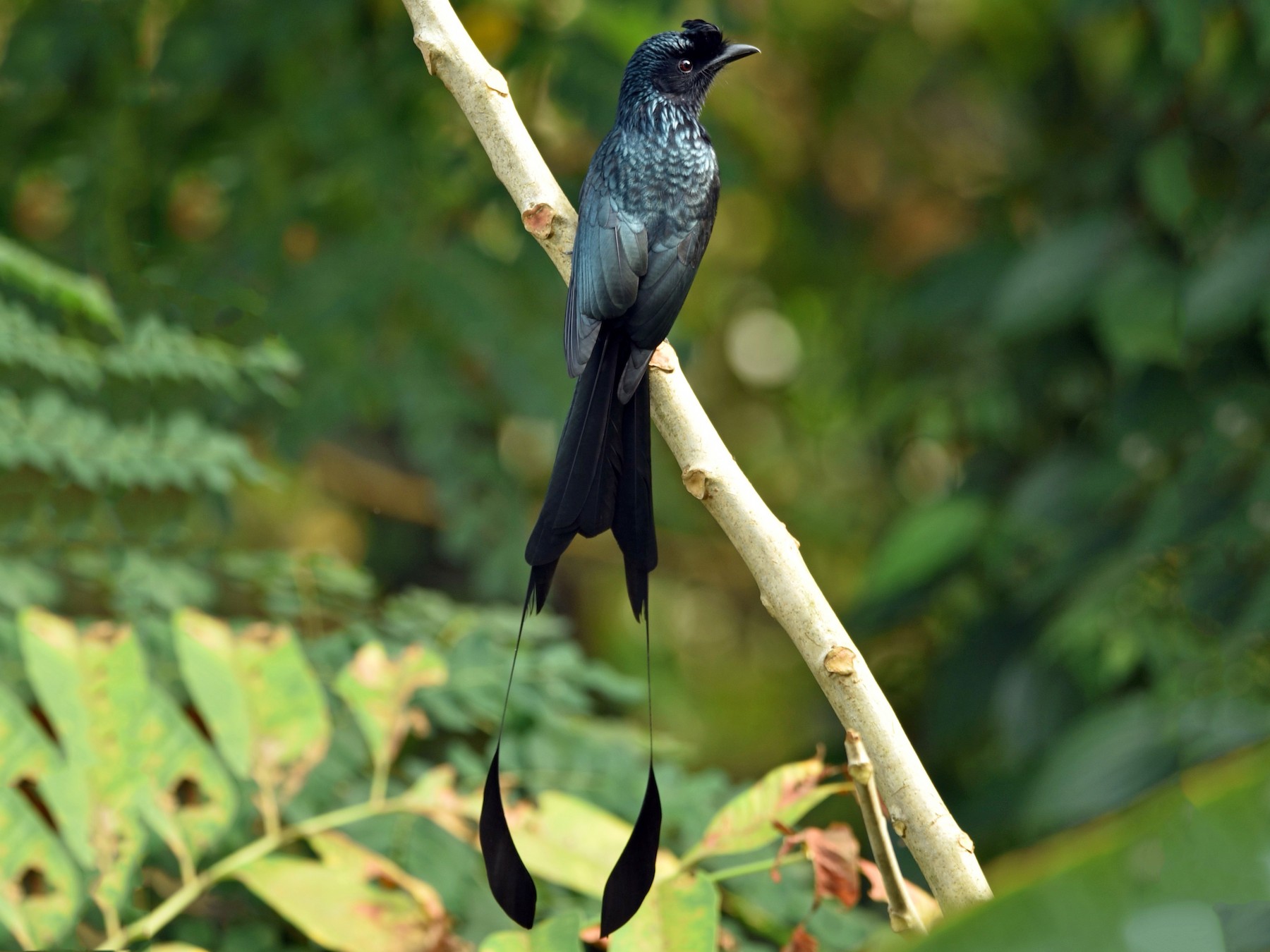 Greater Racket-tailed Drongo - Sajeev Krishnan