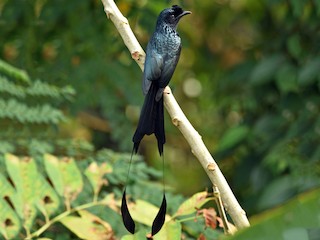  - Greater Racket-tailed Drongo