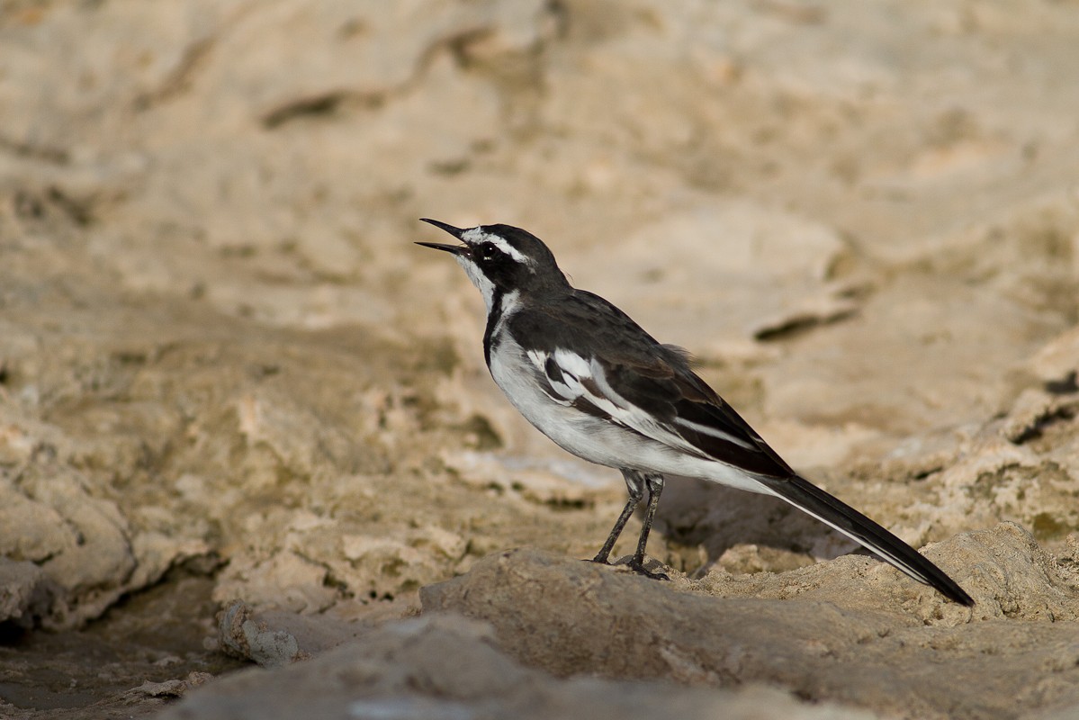 African Pied Wagtail - Raphael Lebrun