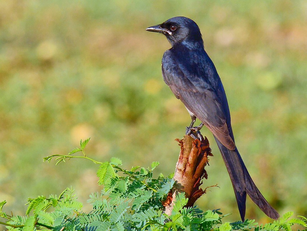 Black Drongo - eBird