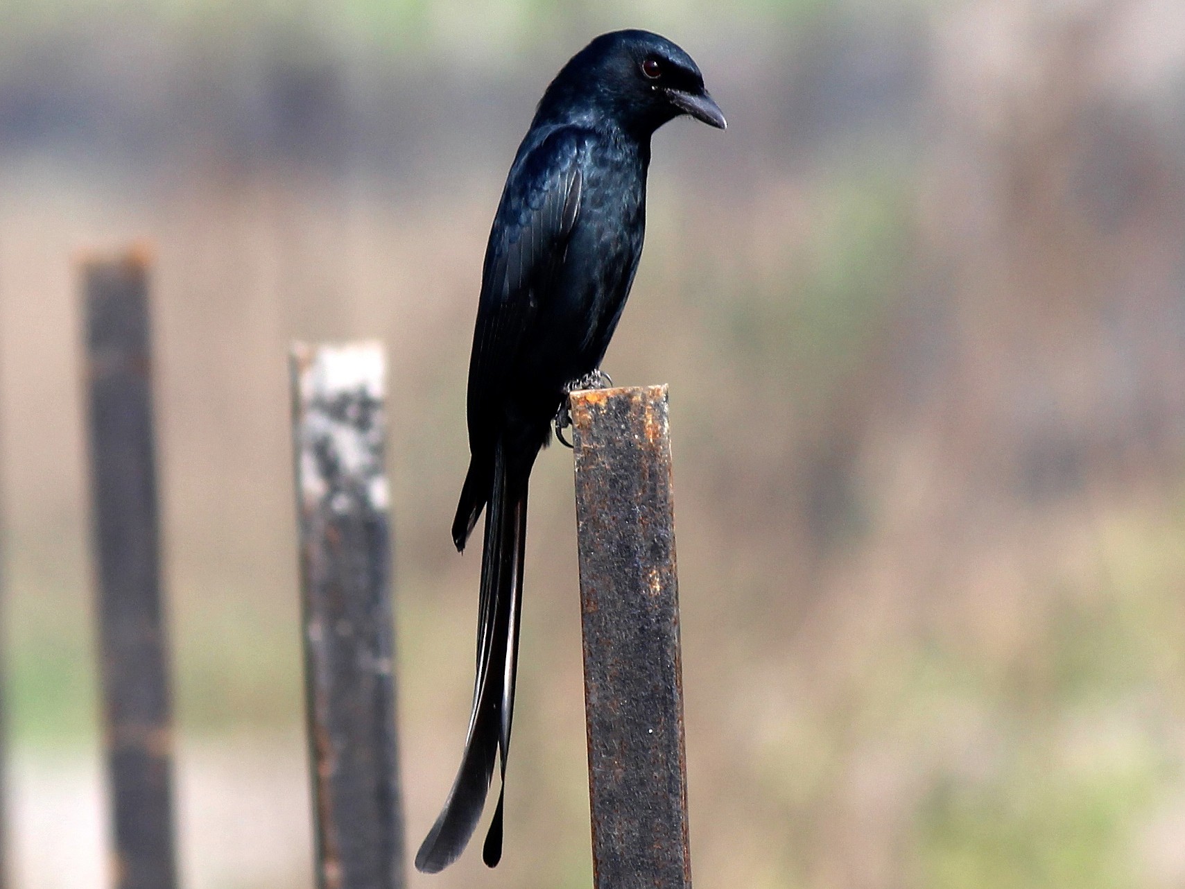 Black Drongo - Derhasar Brahma