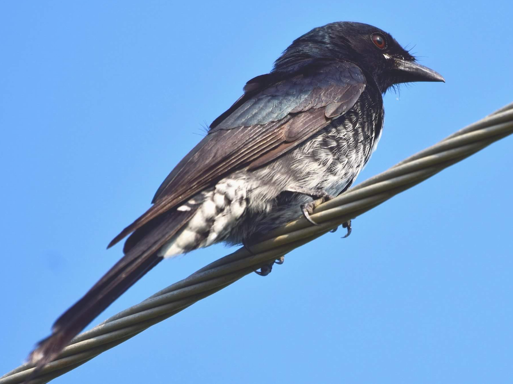 Black Drongo - mathew thekkethala