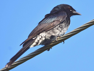  - Black Drongo