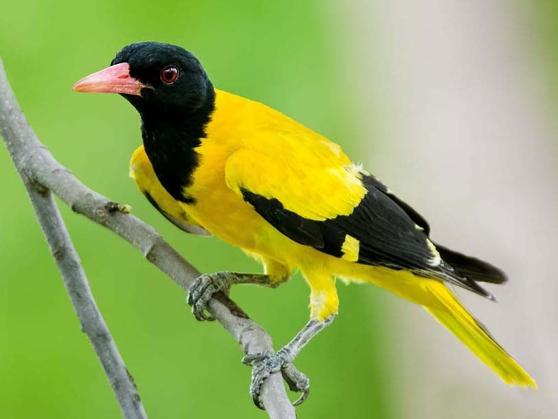 Black-hooded Oriole - Souvik Das