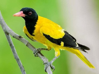  - Black-hooded Oriole