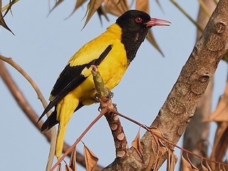 - Black-hooded Oriole