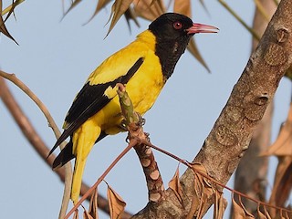 成鳥 - Arun Prabhu - ML126549321