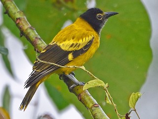  - Black-hooded Oriole