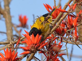  - Black-hooded Oriole
