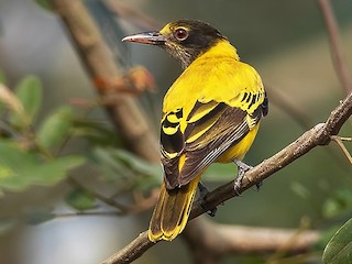  - Black-hooded Oriole