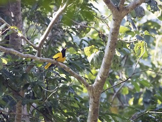  - Black-hooded Oriole