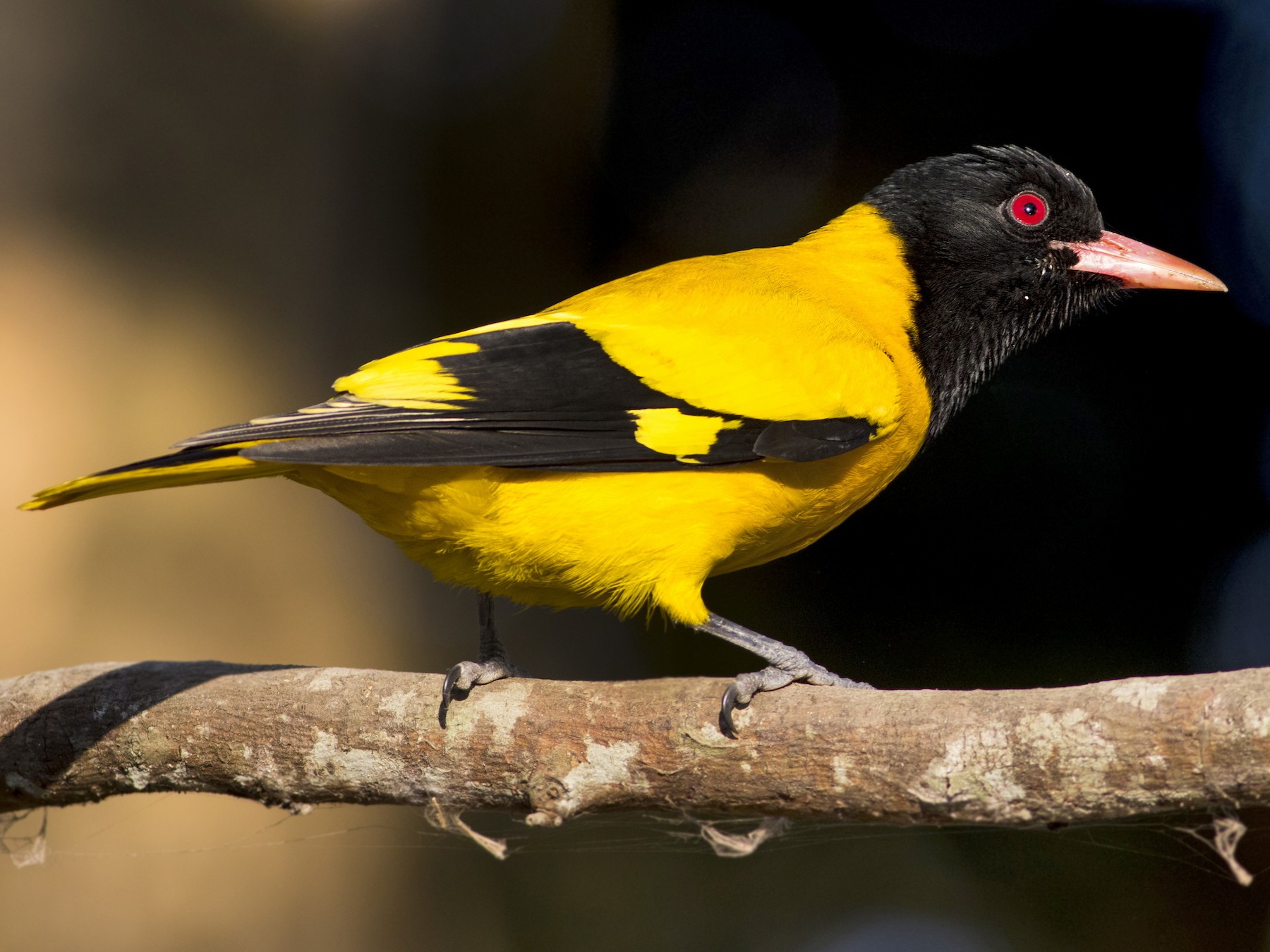 Black-hooded Oriole - eBird