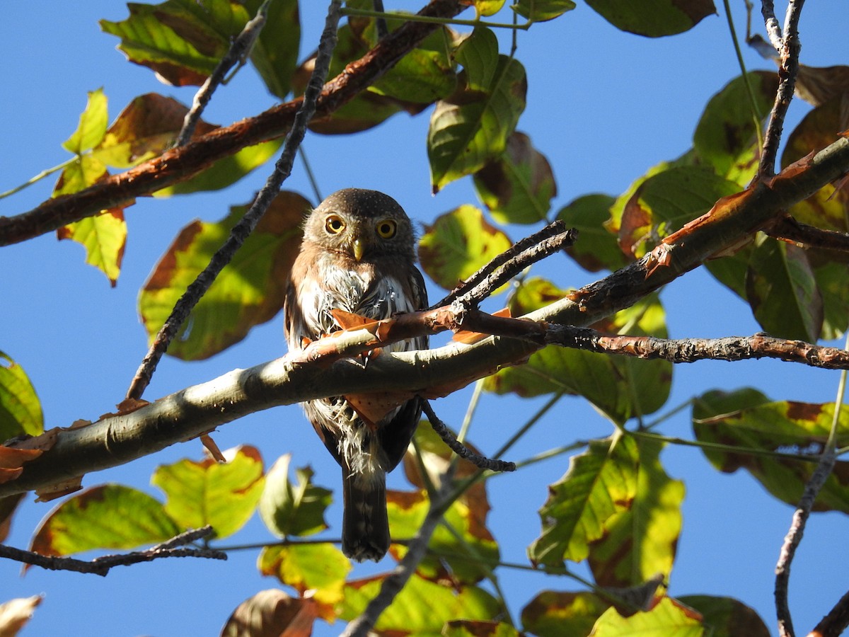 Colima Pygmy-Owl - ML126551071