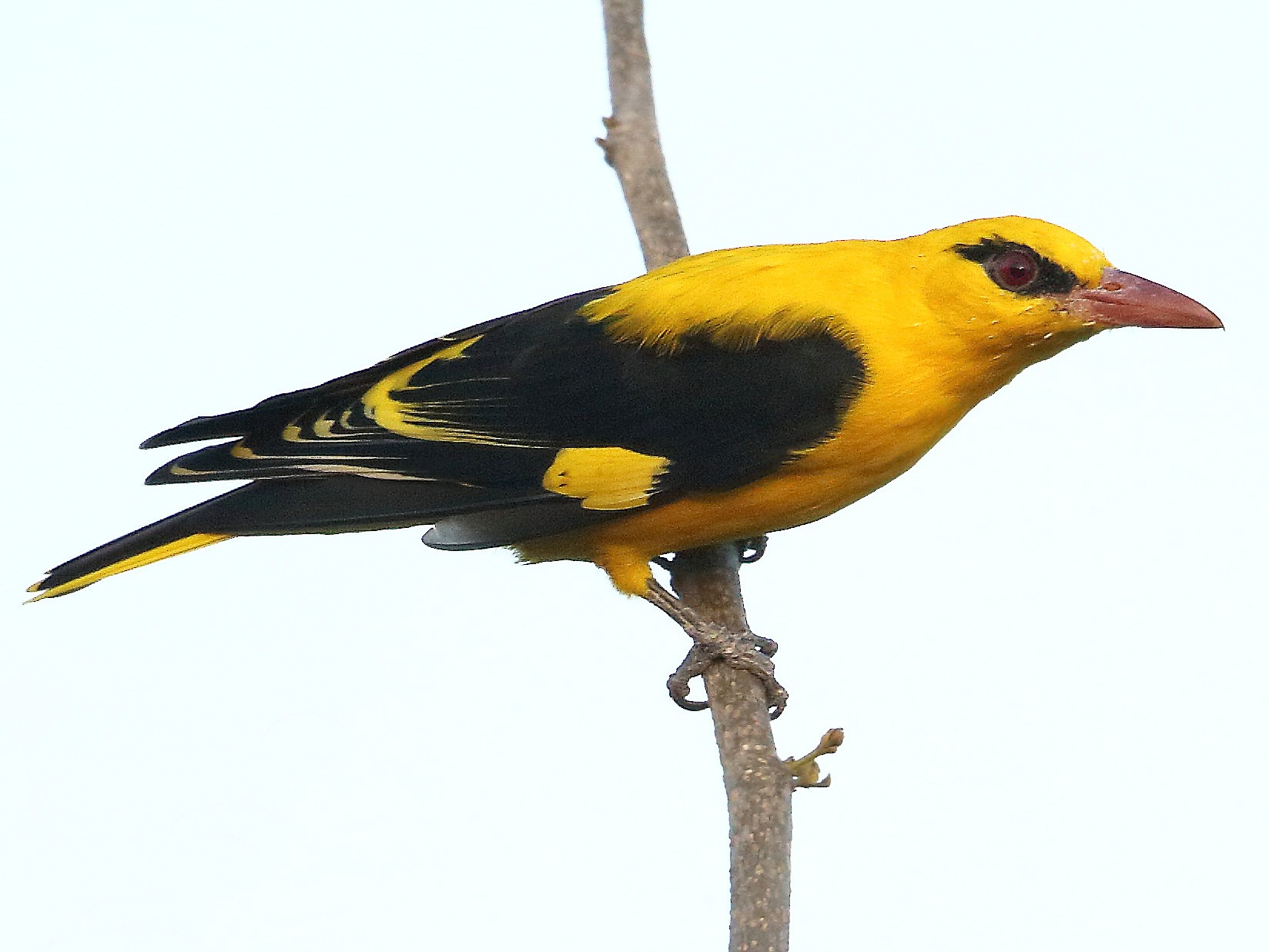 Indian Golden Oriole, Was lucky to get clear shots of a mal…