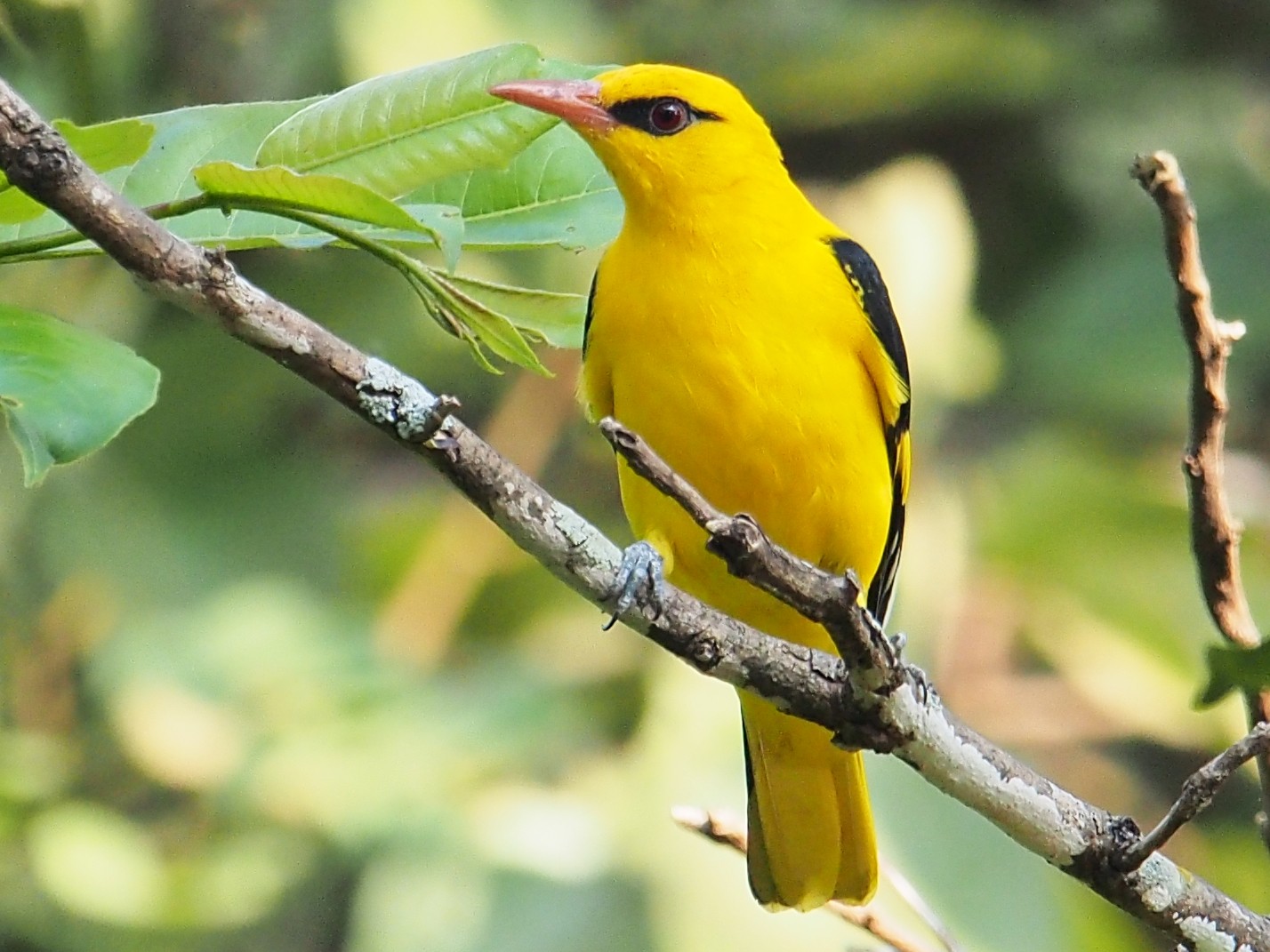 Indian Golden Oriole - Ninad Thakoor