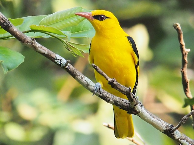 Indian Golden Oriole, Was lucky to get clear shots of a mal…