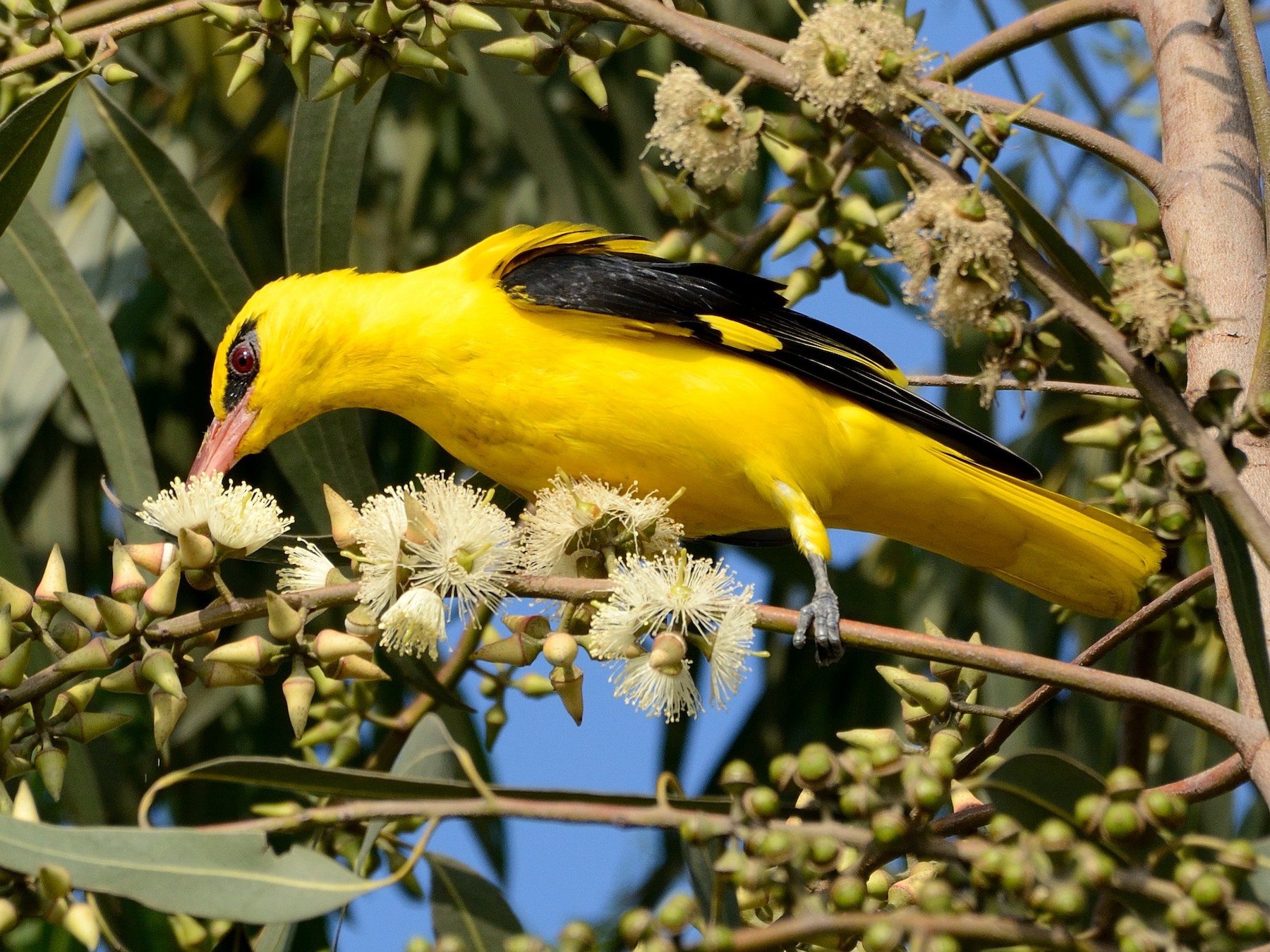 Indian Golden Oriole - Sanjay Malik