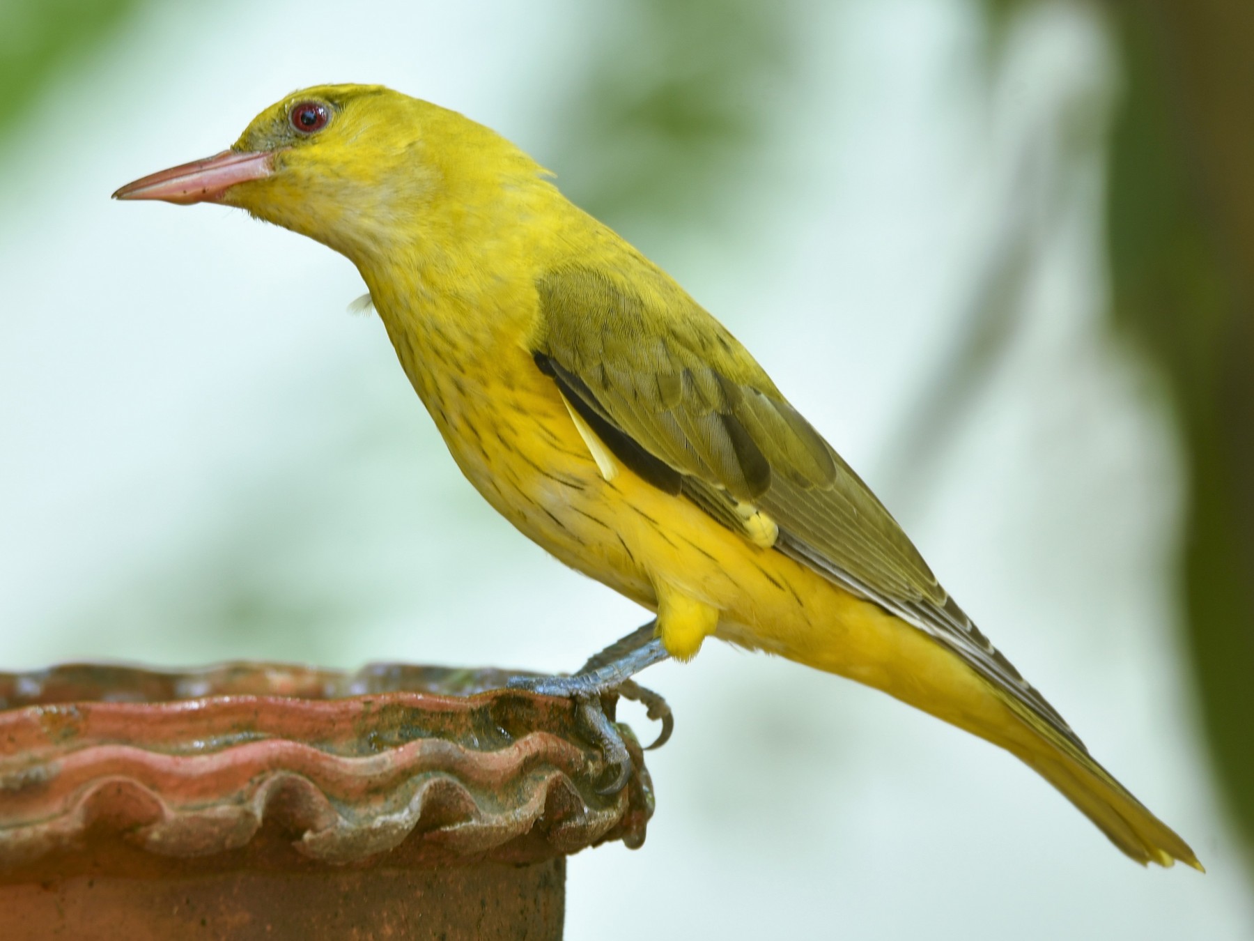 Indian Golden Oriole, Was lucky to get clear shots of a mal…