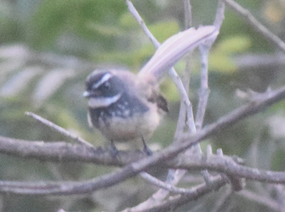 Spot-breasted Fantail - ML126552681