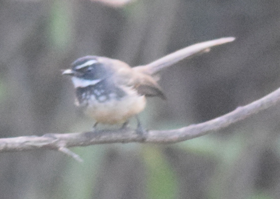 Spot-breasted Fantail - ML126552691