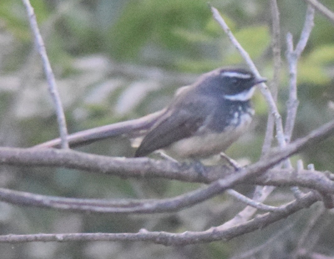 Spot-breasted Fantail - ML126552701