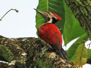  - Red-backed Flameback