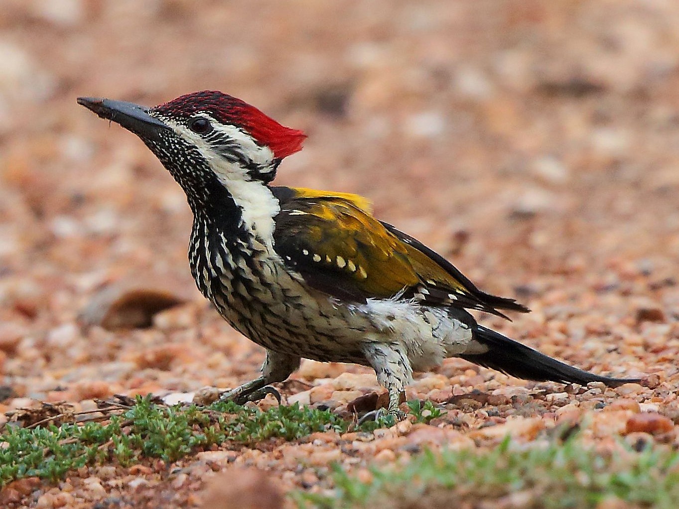 Black-rumped Flameback - Albin Jacob