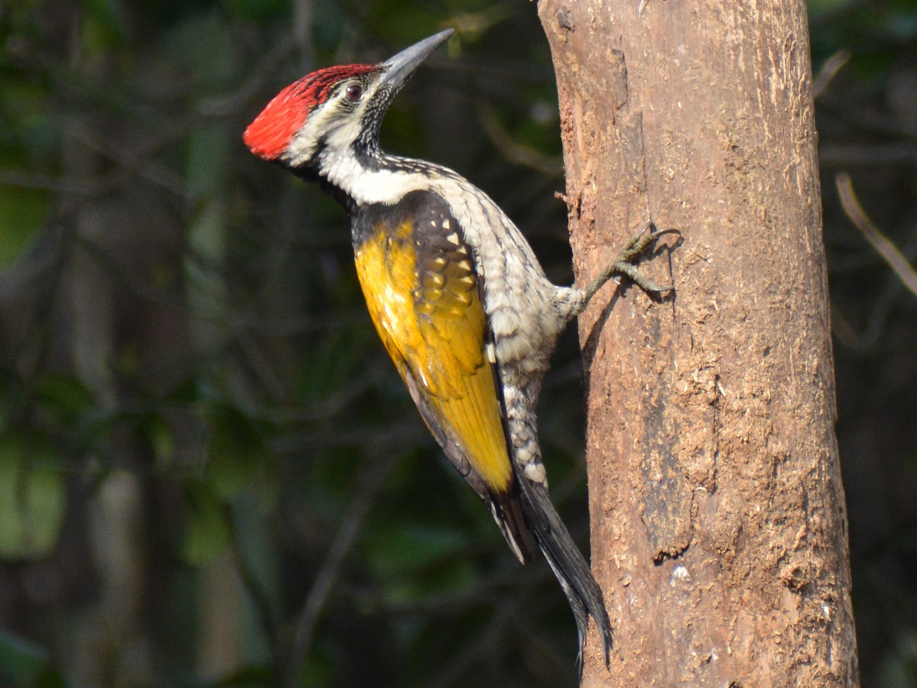 Black-rumped Flameback - Sipu Kumar