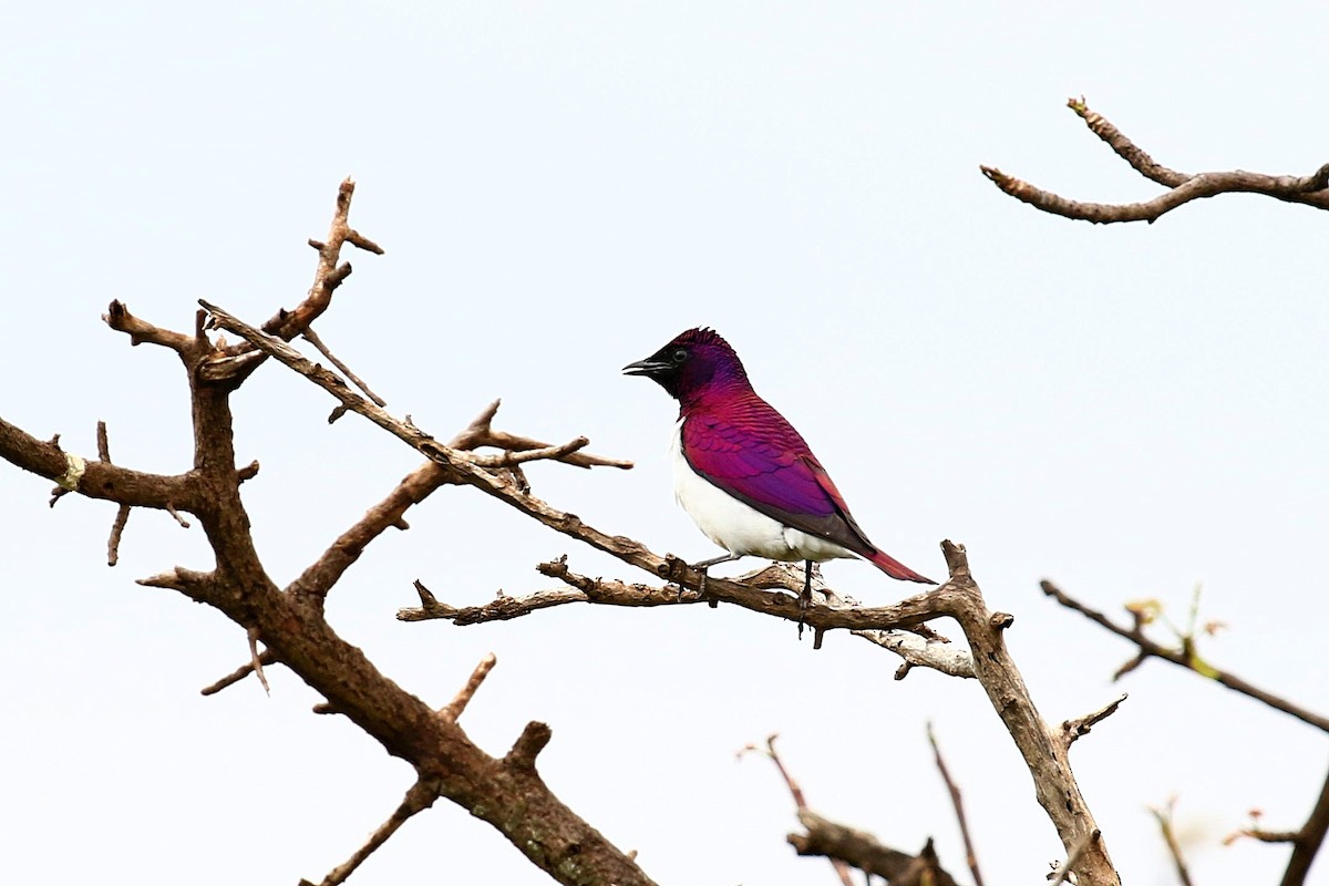 Violet-backed Starling - Chih-Wei(David) Lin