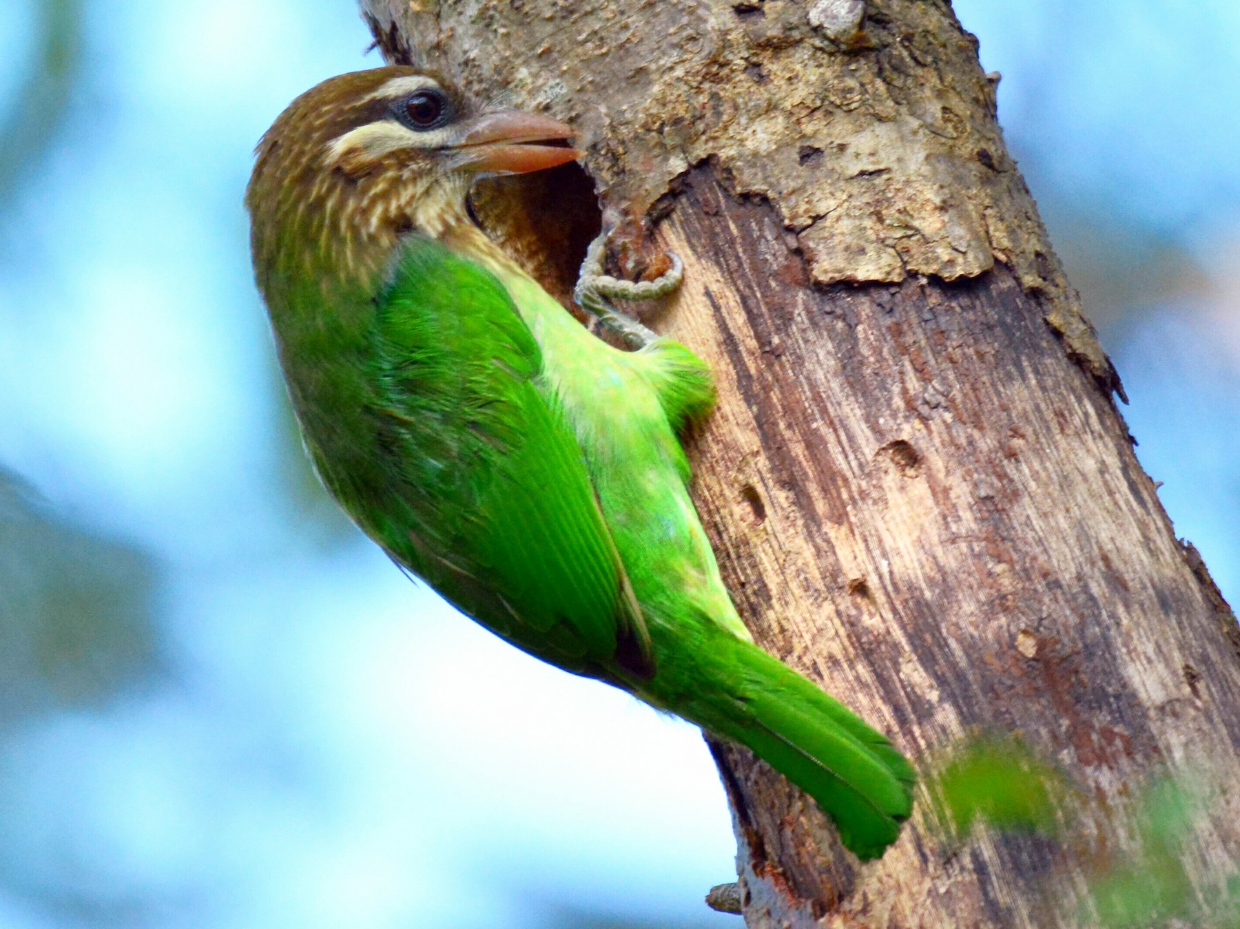 White-cheeked Barbet - Renuka Vijayaraghavan