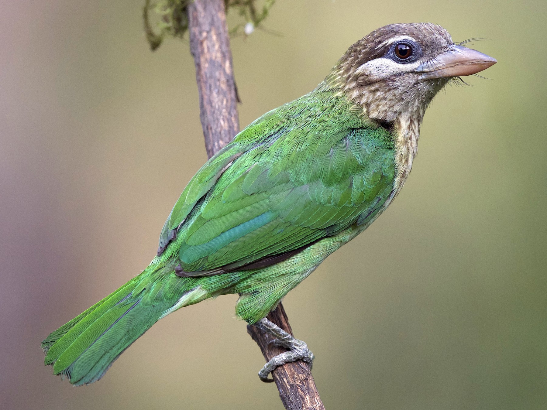 White-cheeked Barbet - jaya samkutty