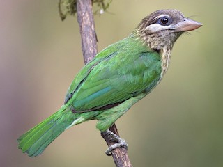  - White-cheeked Barbet