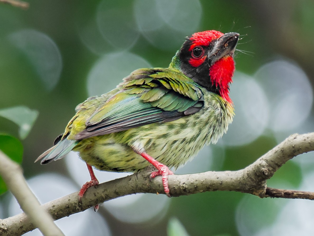 Coppersmith Barbet - Natthaphat Chotjuckdikul