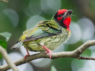 ムネアカゴシキドリ - eBird
