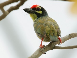 ムネアカゴシキドリ - eBird