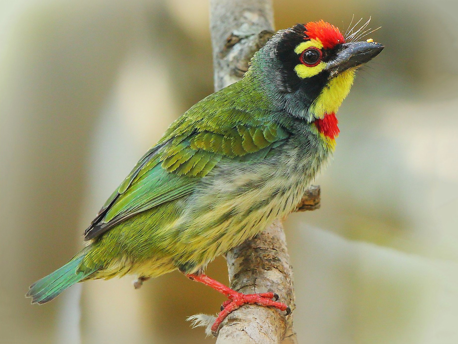 Coppersmith Barbet - Albin Jacob