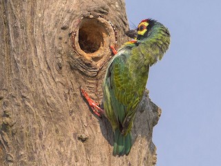  - Coppersmith Barbet