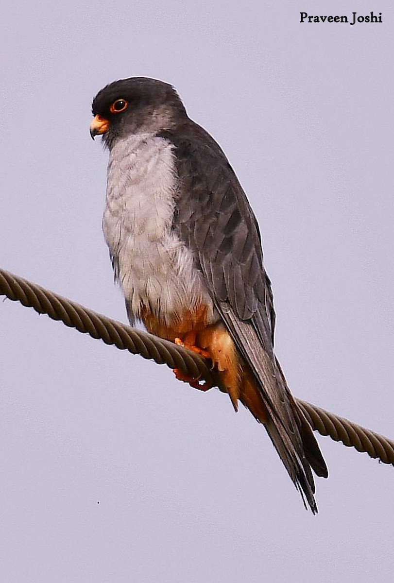 Amur Falcon - Praveen Joshi