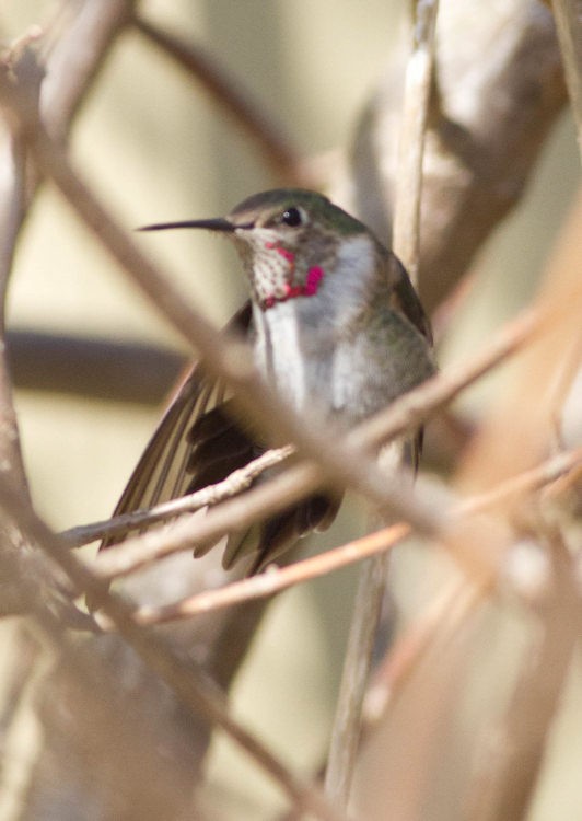 Broad-tailed Hummingbird - ML126556071