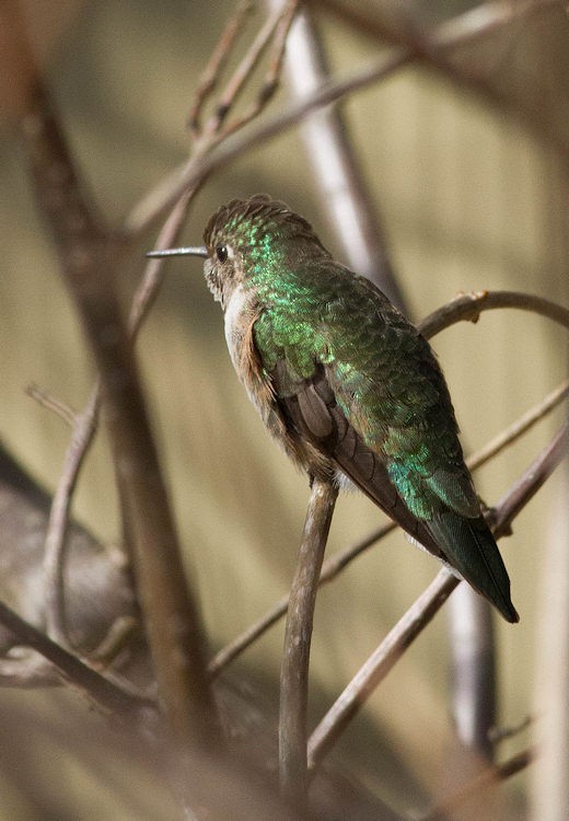 Broad-tailed Hummingbird - ML126556091