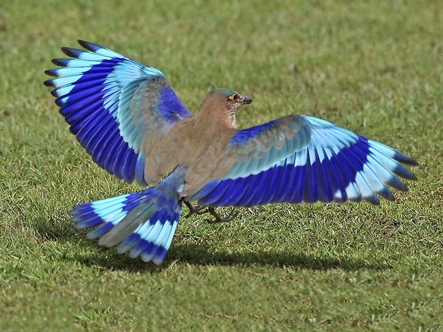 Indian Roller - Jens Eriksen