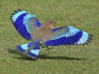 インドブッポウソウ / インドシナブッポウソウ - eBird
