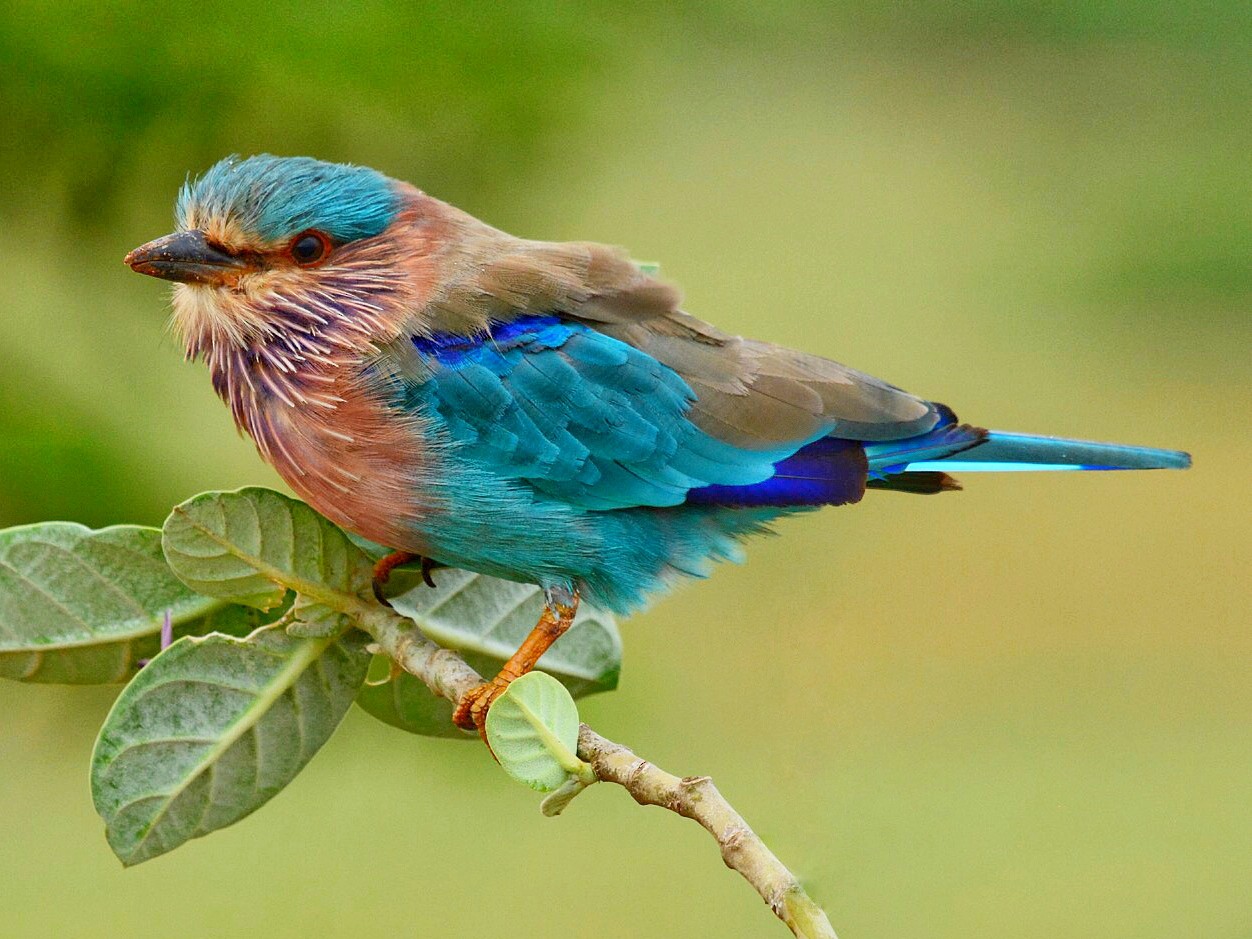 Indian Roller - eBird