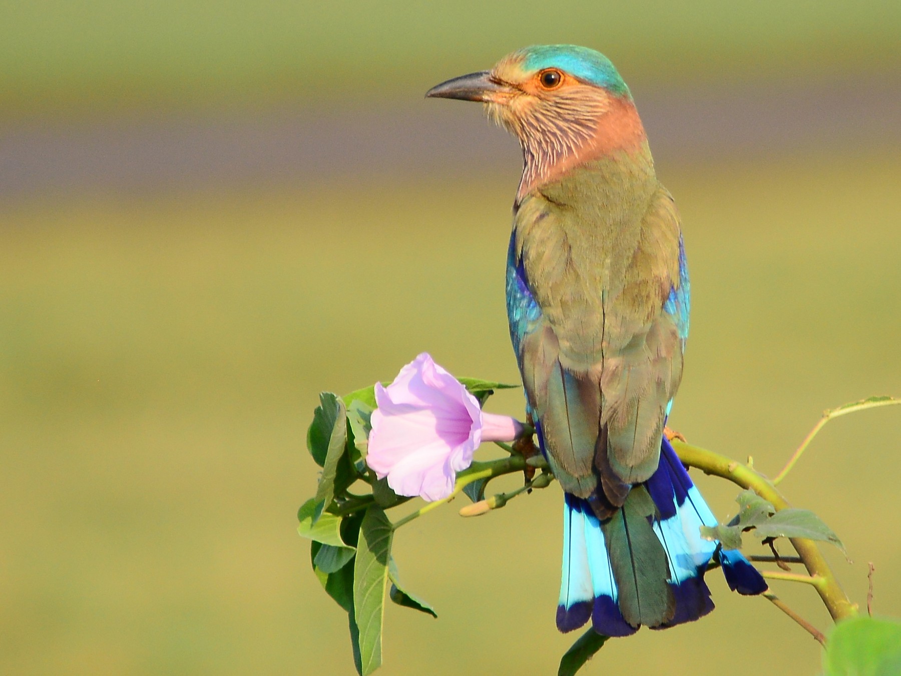 Indian Roller - Janardhan Uppada