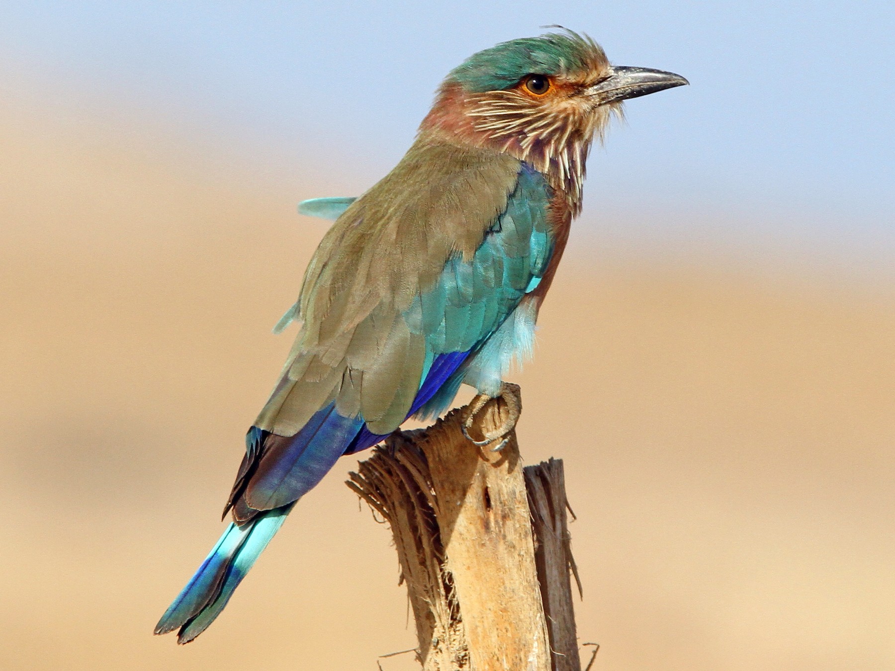 Indian Roller eBird