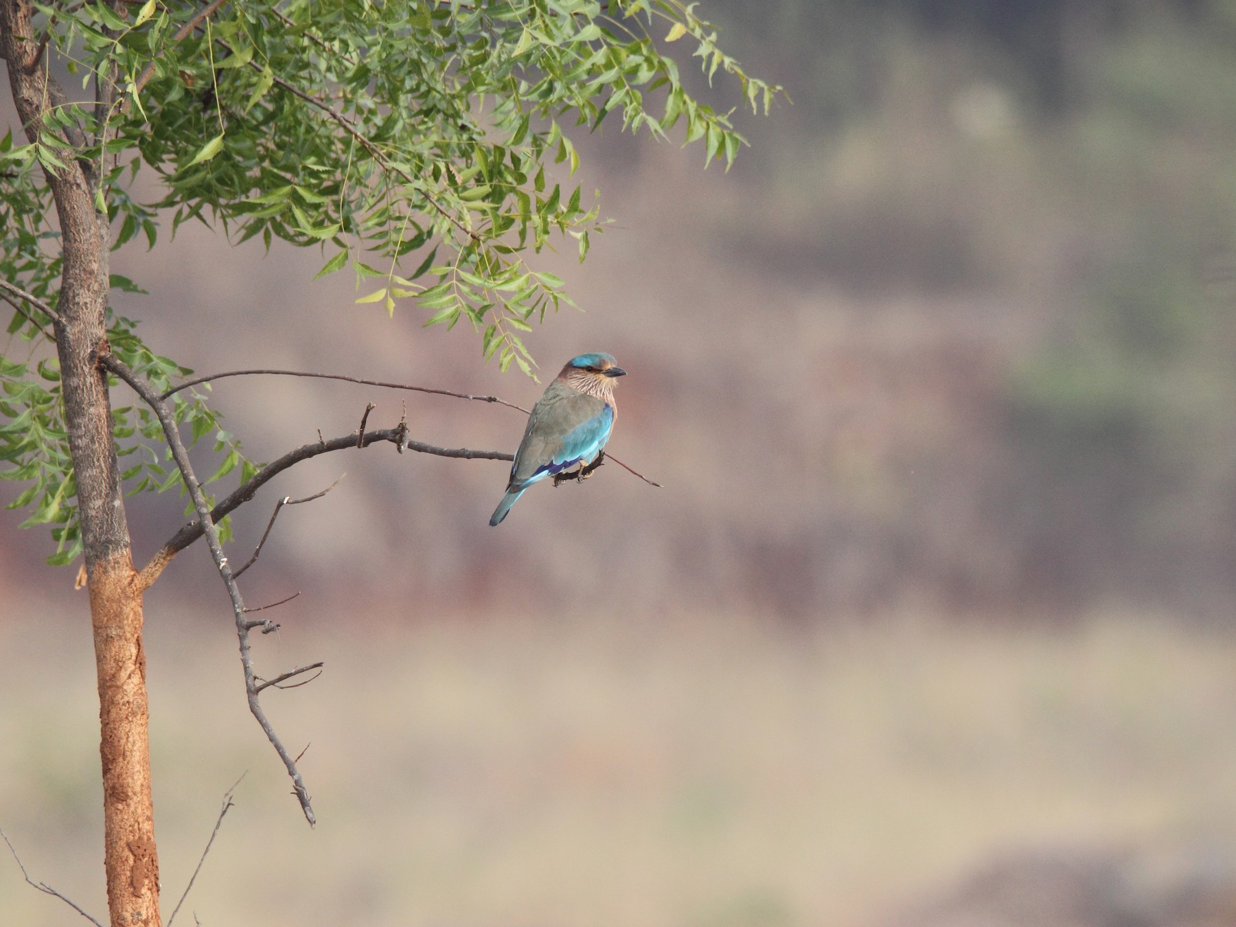 Indian/Indochinese Roller - Harshith JV