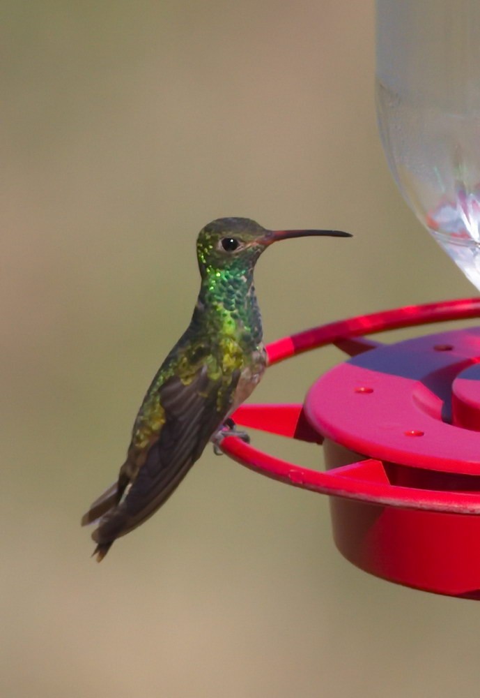 Buff-bellied Hummingbird - Tony Leukering