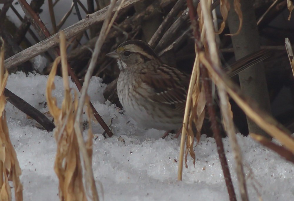 White-throated Sparrow - Tony Leukering