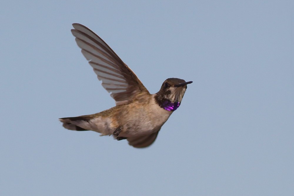 Black-chinned Hummingbird - Tony Leukering
